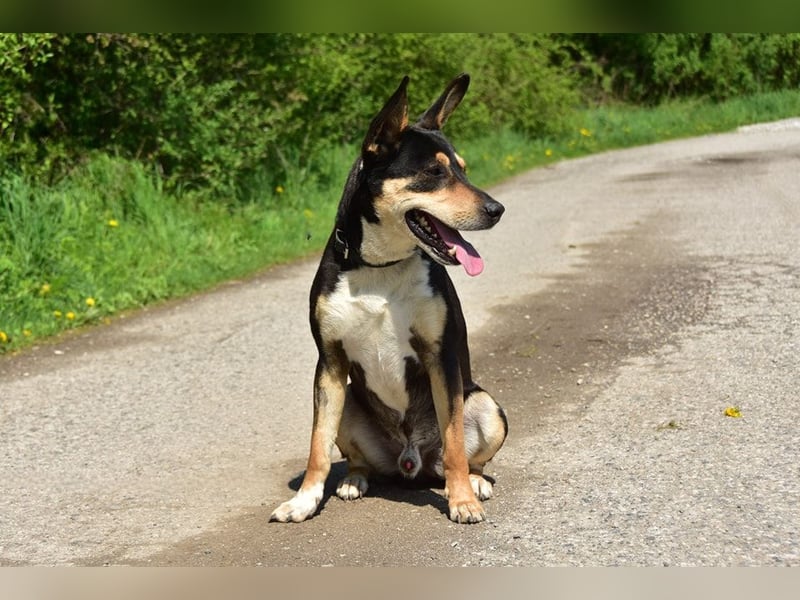 Mio ist verspielt und gelehrig