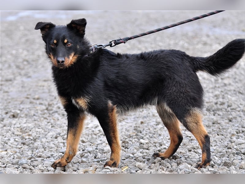 Filipko ist ein fleißiger Hund