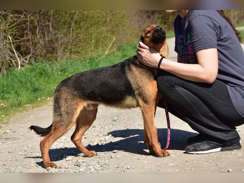 Bobko ist ein entspannter, lieber Hund