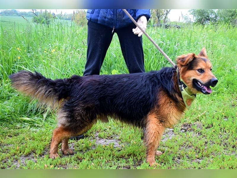Igor F51 ist aufgeschlossen und lieb