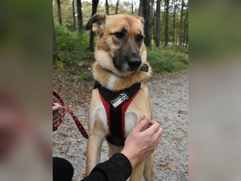 Alvin S122 hat einen tollen Charakter