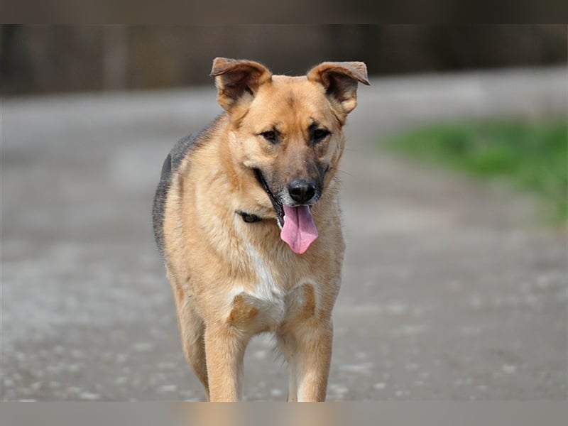 Alvin S122 hat einen tollen Charakter