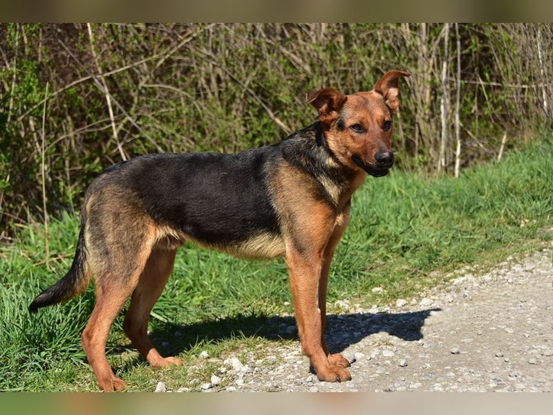 Bobko ist ein entspannter, lieber Hund