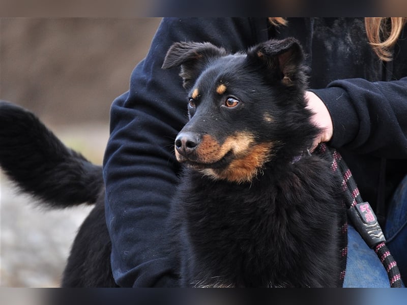 Filipko ist ein fleißiger Hund