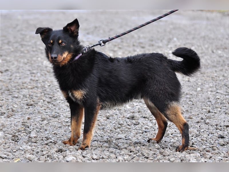 Filipko ist ein fleißiger Hund
