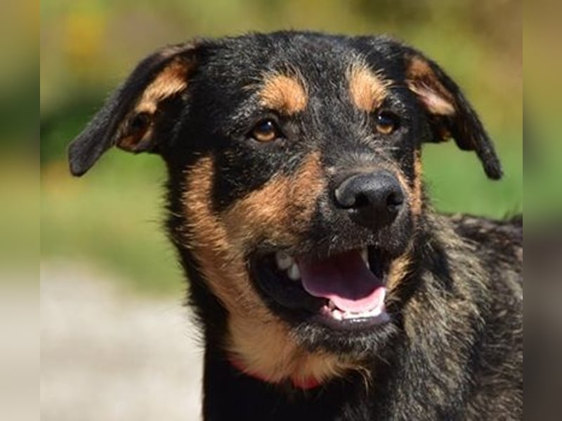 Elvis Y140 ist ein verspielter Hundebub