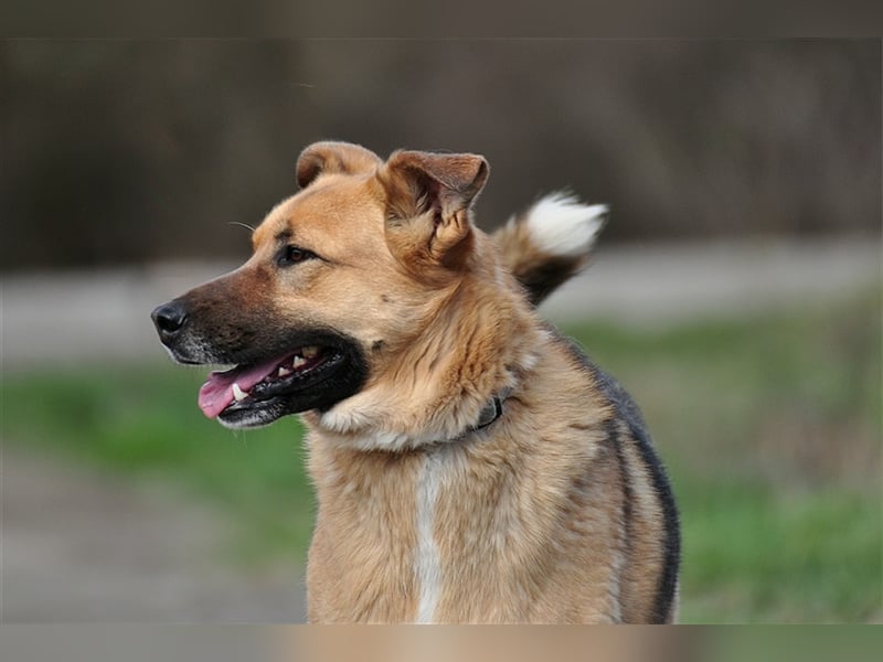 Alvin S122 hat einen tollen Charakter
