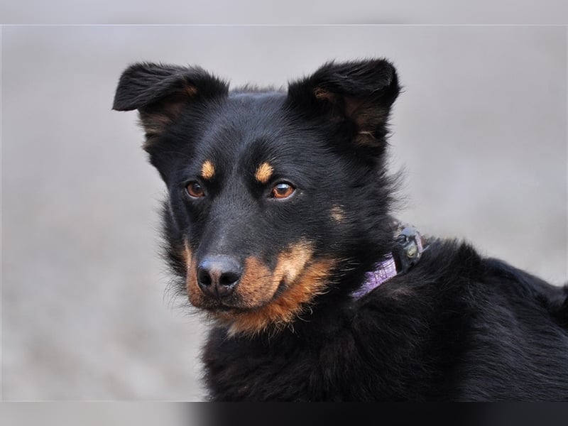 Filipko ist ein fleißiger Hund
