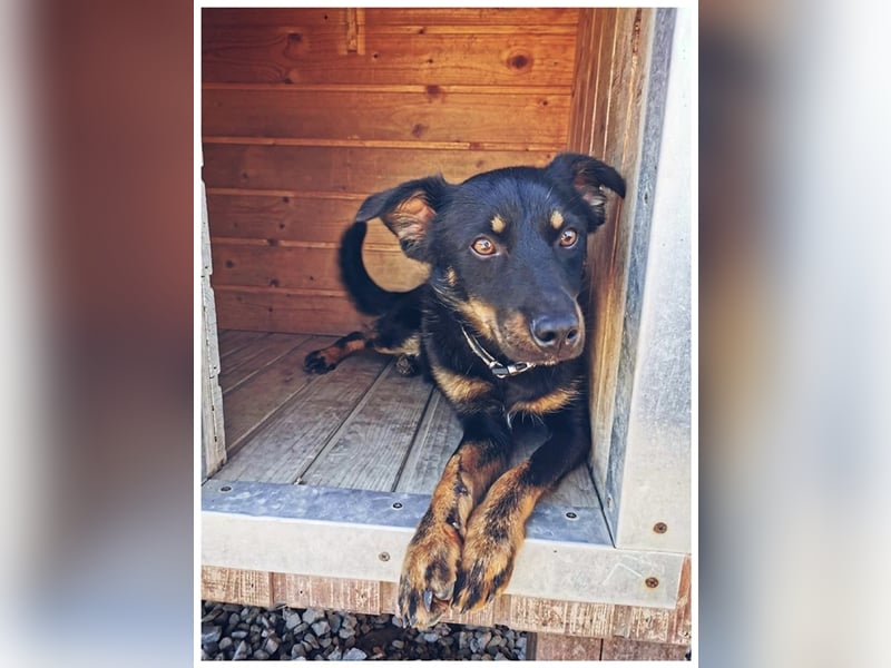 Filipko ist ein fleißiger Hund