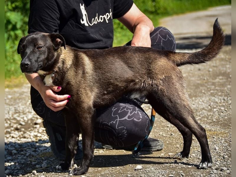 Zorro C68 ist offen im Kontakt mit Menschen