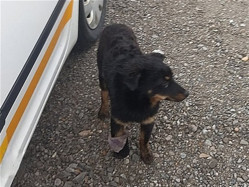 Filipko ist ein fleißiger Hund