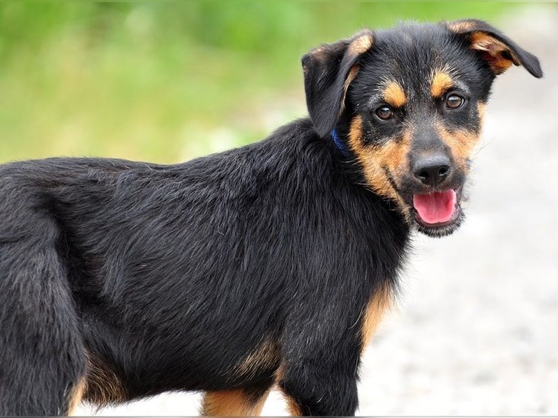 Elvis Y140 ist ein verspielter Hundebub