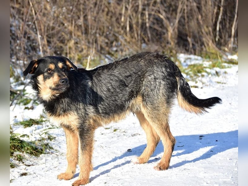 Elvis Y140 ist ein verspielter Hundebub