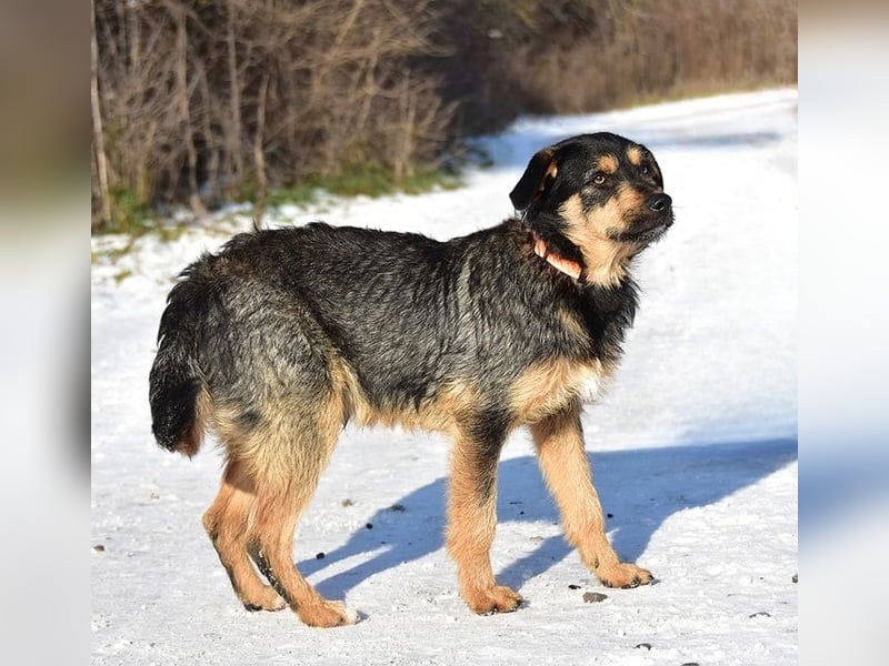 Elvis Y140 ist ein verspielter Hundebub