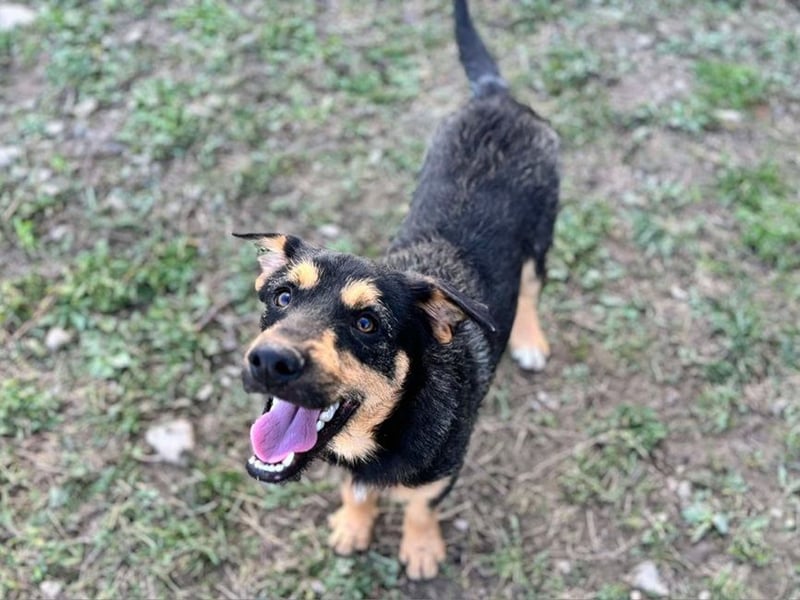 Elvis Y140 ist ein verspielter Hundebub