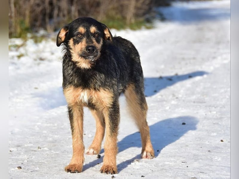 Elvis Y140 ist ein verspielter Hundebub