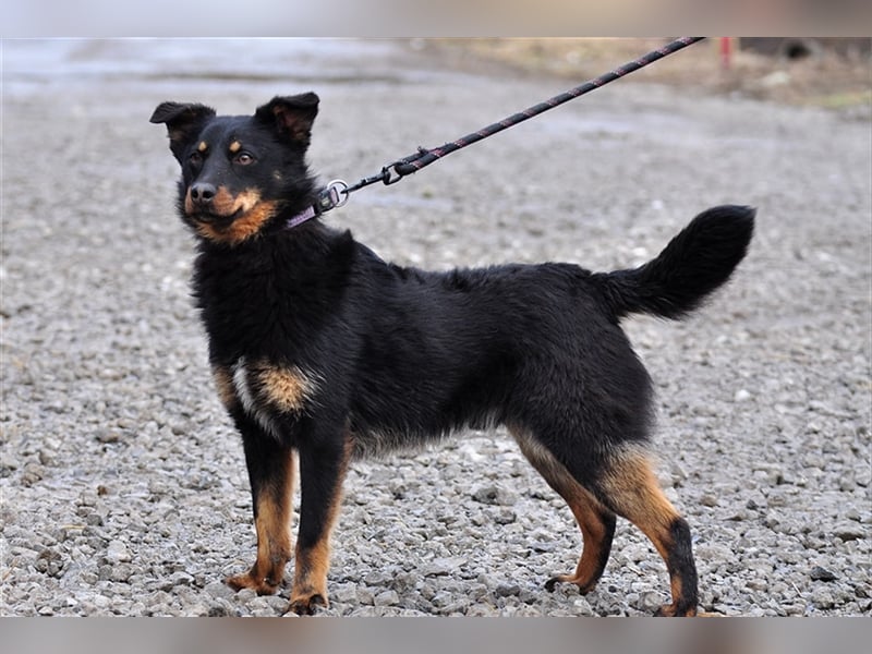 Filipko ist ein fleißiger Hund