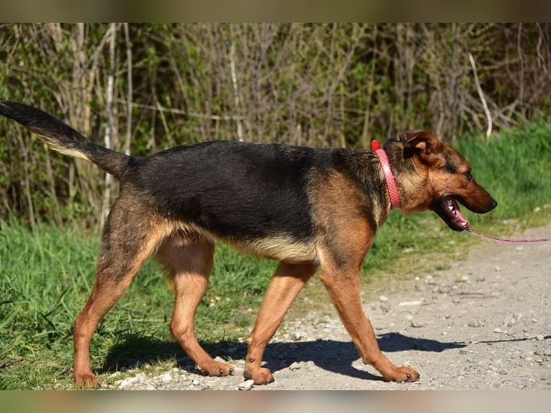 Bobko ist ein entspannter, lieber Hund