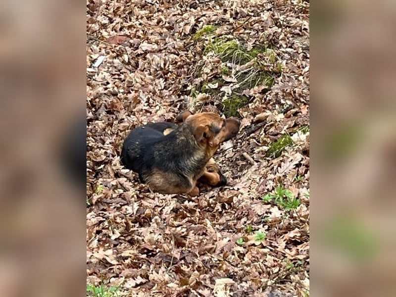 Bobko ist ein entspannter, lieber Hund