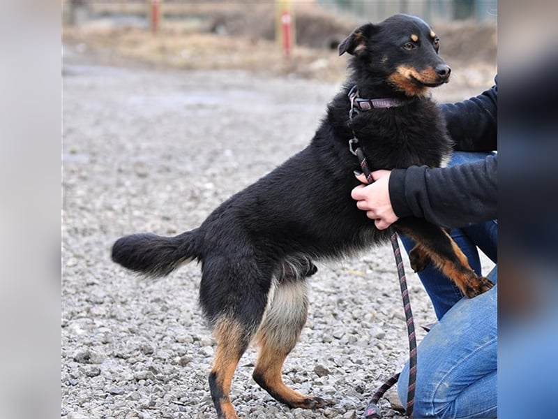 Filipko ist ein fleißiger Hund