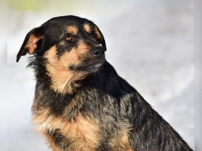 Elvis Y140 ist ein verspielter Hundebub