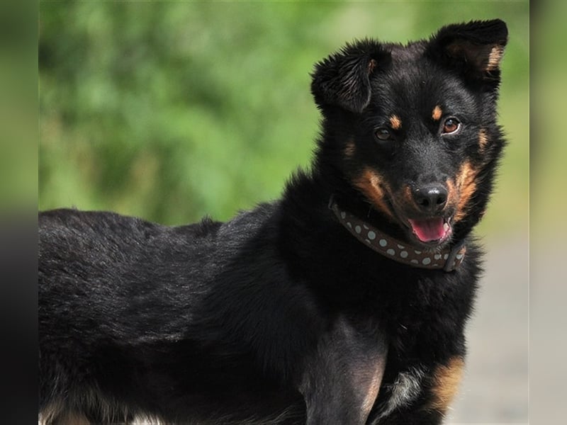 Filipko ist ein fleißiger Hund