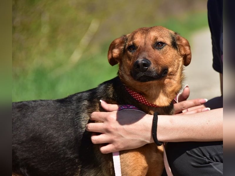 Bobko ist ein entspannter, lieber Hund