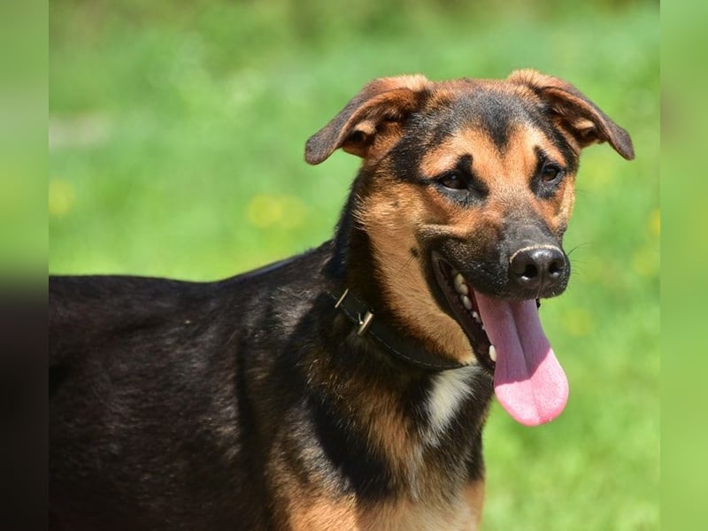 Balu S263 schließt Menschen schnell ins Herz