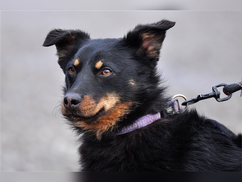 Filipko ist ein fleißiger Hund