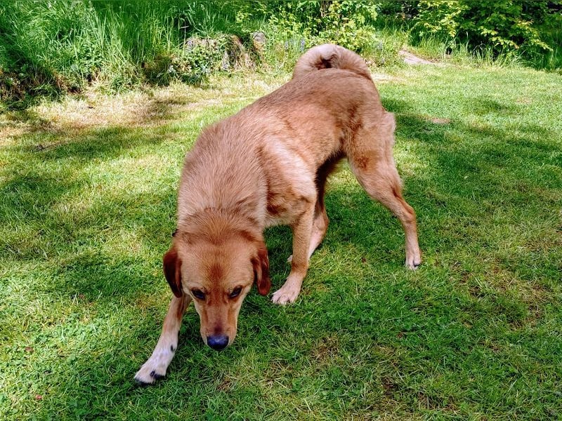 ♥TOBI♥ neu auf Pflegestelle bei Köln - verschmuster, lieber Jungrüde 53 cm