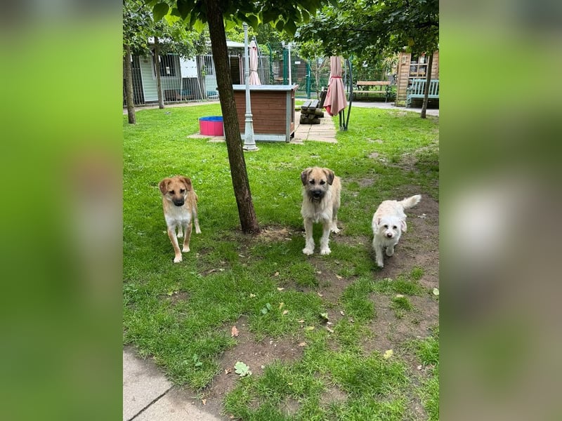 ♥STRUPPI♥ neu auf Pflegestelle bei Köln - sehr hübscher, ganz lieber Junghund 49 cm