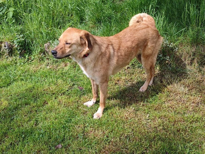 ♥TOBI♥ neu auf Pflegestelle bei Köln - verschmuster, lieber Jungrüde 53 cm