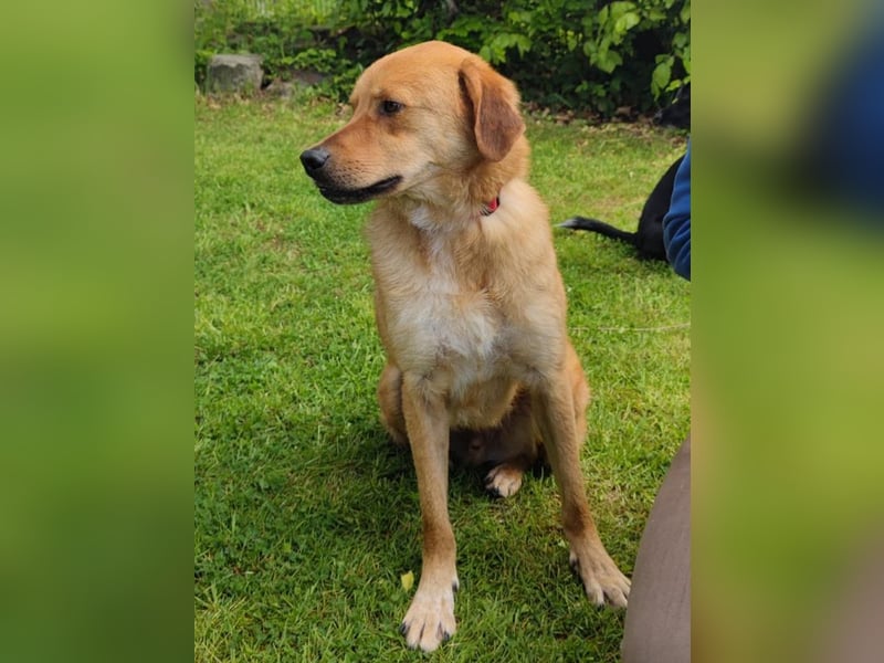 ♥TOBI♥ neu auf Pflegestelle bei Köln - verschmuster, lieber Jungrüde 53 cm