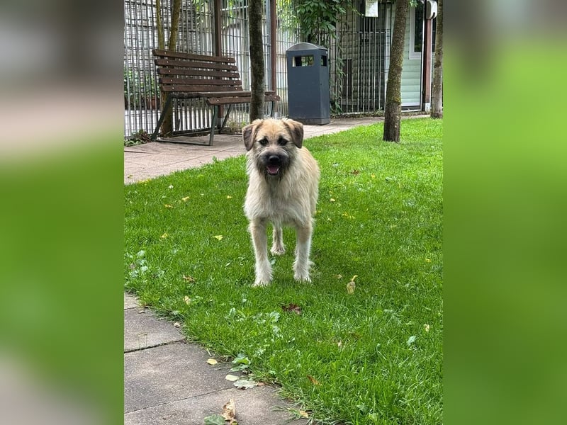 ♥STRUPPI♥ neu auf Pflegestelle bei Köln - sehr hübscher, ganz lieber Junghund 49 cm