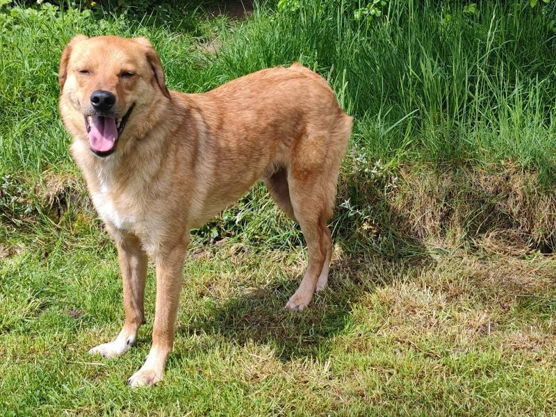 ♥TOBI♥ neu auf Pflegestelle bei Köln - verschmuster, lieber Jungrüde 53 cm