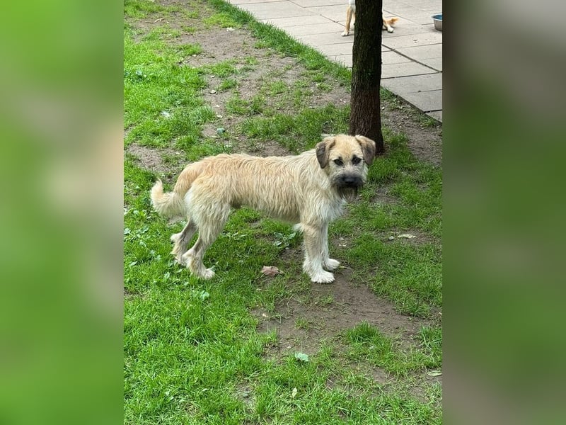 ♥STRUPPI♥ neu auf Pflegestelle bei Köln - sehr hübscher, ganz lieber Junghund 49 cm