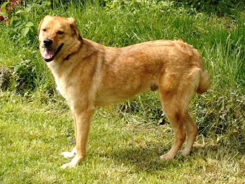 ♥TOBI♥ neu auf Pflegestelle bei Köln - verschmuster, lieber Jungrüde 53 cm
