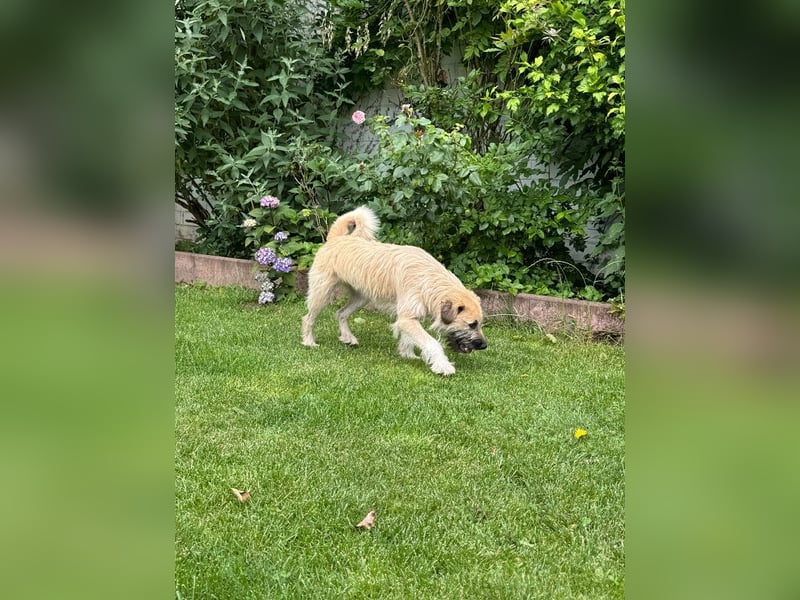 ♥STRUPPI♥ neu auf Pflegestelle bei Köln - sehr hübscher, ganz lieber Junghund 49 cm