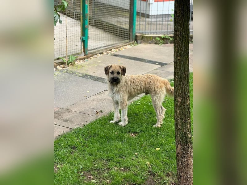 ♥STRUPPI♥ neu auf Pflegestelle bei Köln - sehr hübscher, ganz lieber Junghund 49 cm