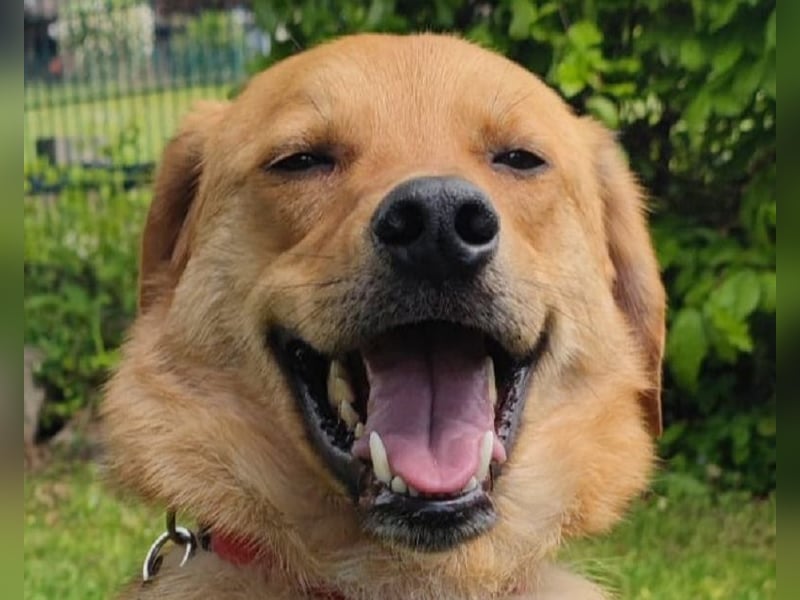 ♥TOBI♥ neu auf Pflegestelle bei Köln - verschmuster, lieber Jungrüde 53 cm