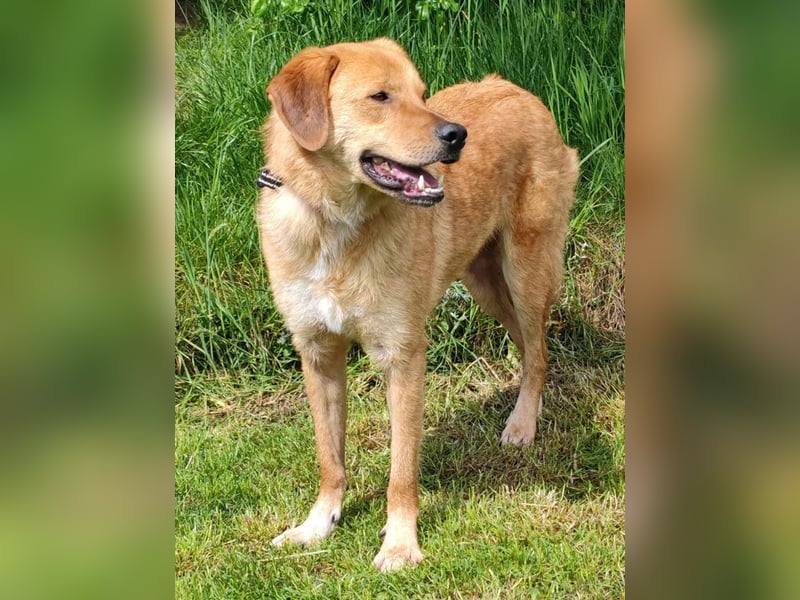 ♥TOBI♥ neu auf Pflegestelle bei Köln - verschmuster, lieber Jungrüde 53 cm