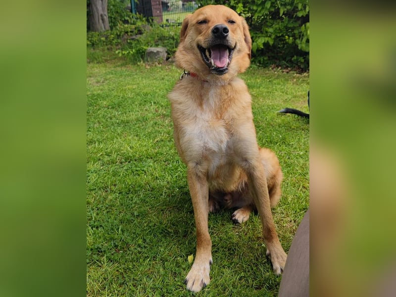 ♥TOBI♥ neu auf Pflegestelle bei Köln - verschmuster, lieber Jungrüde 53 cm