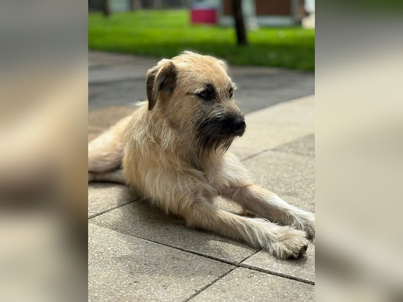 ♥STRUPPI♥ neu auf Pflegestelle bei Köln - sehr hübscher, ganz lieber Junghund 49 cm