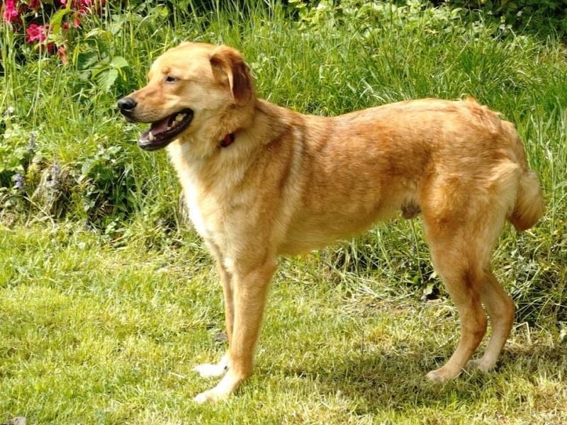 ♥TOBI♥ neu auf Pflegestelle bei Köln - verschmuster, lieber Jungrüde 53 cm