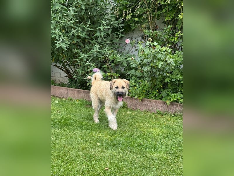 ♥STRUPPI♥ neu auf Pflegestelle bei Köln - sehr hübscher, ganz lieber Junghund 49 cm