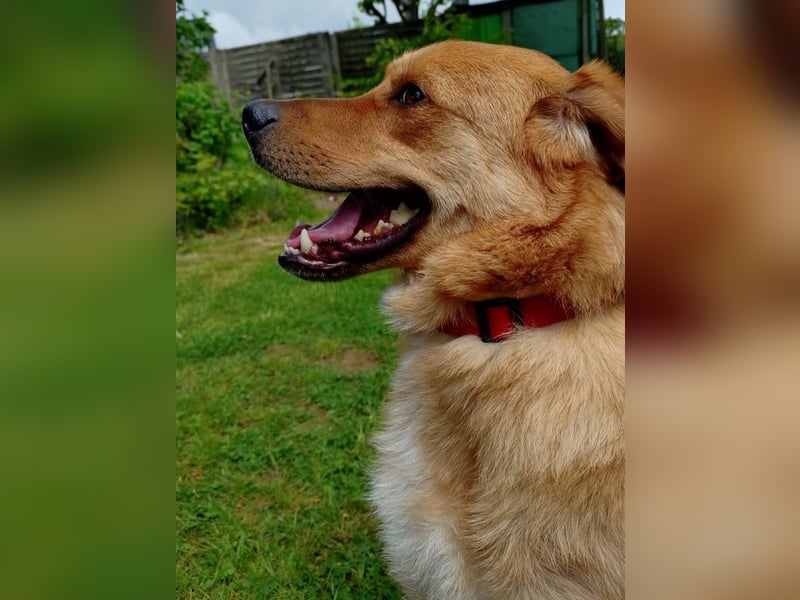 ♥TOBI♥ neu auf Pflegestelle bei Köln - verschmuster, lieber Jungrüde 53 cm