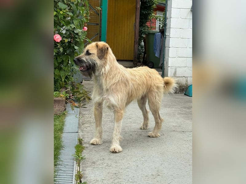 ♥STRUPPI♥ neu auf Pflegestelle bei Köln - sehr hübscher, ganz lieber Junghund 49 cm