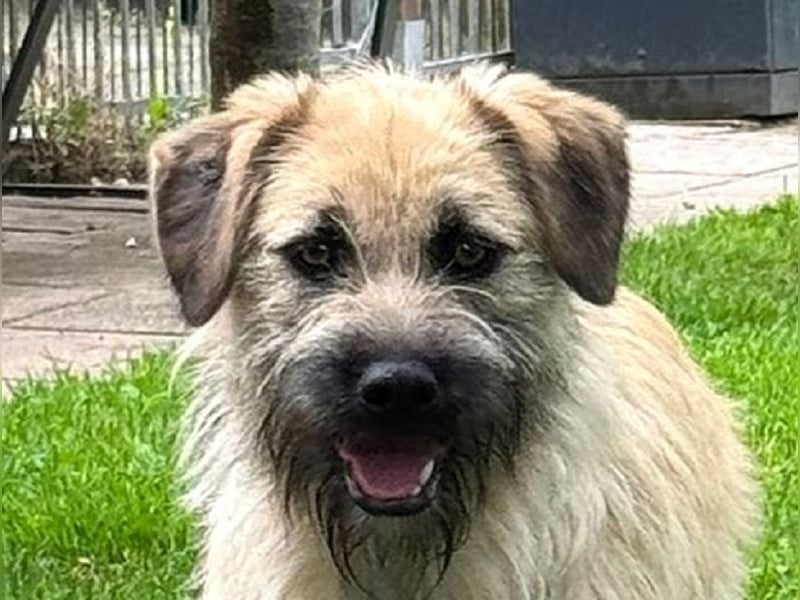 ♥STRUPPI♥ neu auf Pflegestelle bei Köln - sehr hübscher, ganz lieber Junghund 49 cm