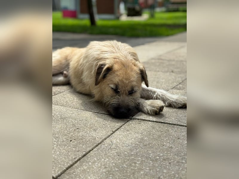 ♥STRUPPI♥ neu auf Pflegestelle bei Köln - sehr hübscher, ganz lieber Junghund 49 cm
