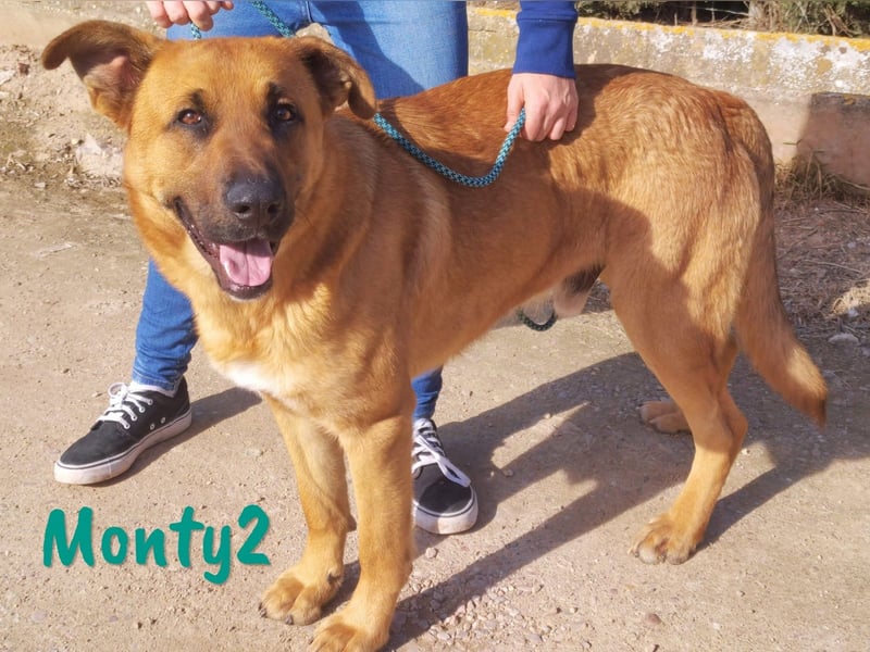 Monty2 geb. 09/2022 (ESP) - ausgeglichener und freundlicher Sonnenschein!